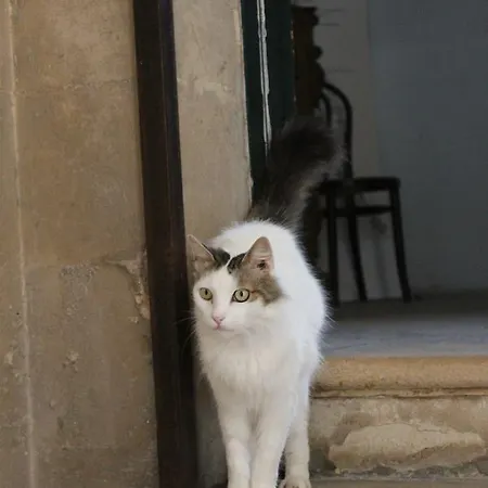 Palazzo Tamborino Cezzi בית נופש