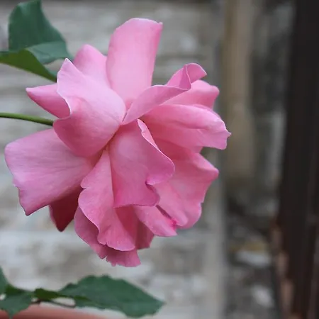 Palazzo Tamborino Cezzi * לצ'ה